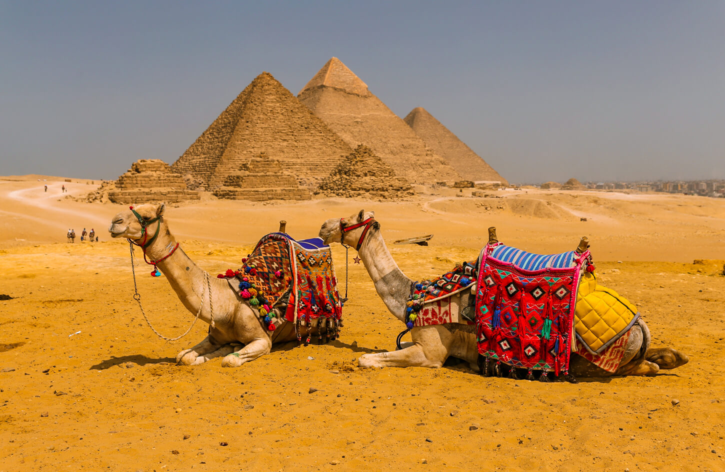 A-picture-of-the-camel-in-front-of-the-pyramids-of-Giza